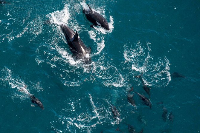Whale Watching in Kaikoura - Ultimate Experience - What the roughly 30 minutes feels like
