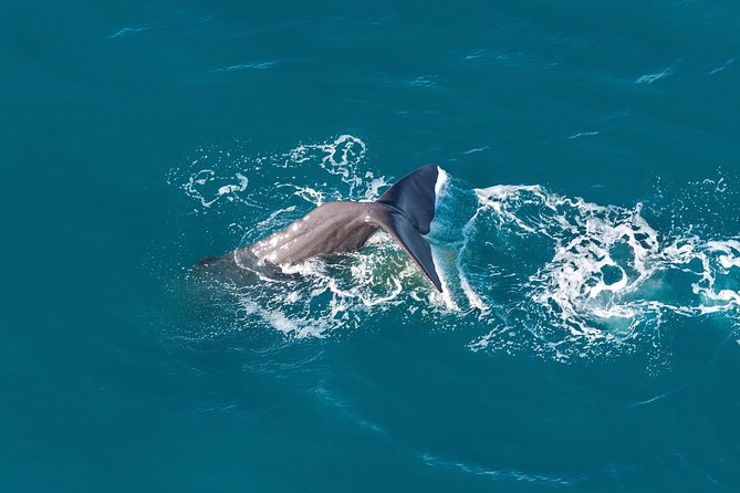 Whale Watching in Kaikoura - Ultimate Experience - The small aircraft and seven-person limit