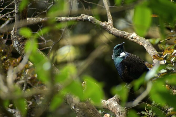 Wildlife and Penguin Tour - Meeting the hoiho on the Otago Peninsula