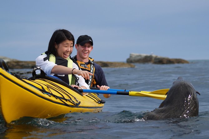 Wildlife Sea Kayaking Tour - Kaikoura - Why Kaikoura is such a good place to kayak