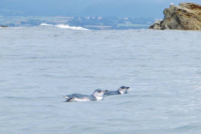 Wildlife Sea Kayaking Tour - Kaikoura - Watching fur seals from the water