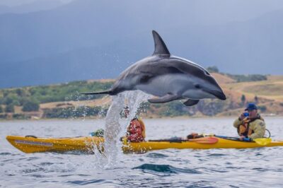 Wildlife Sea Kayaking Tour – Kaikoura
