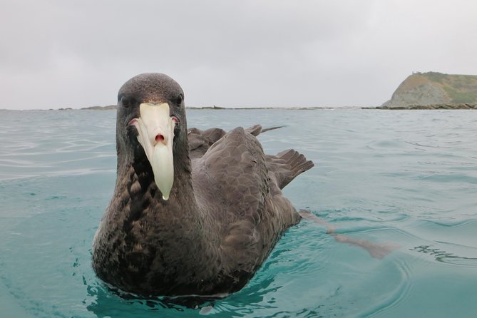Wildlife Sea Kayaking Tour - Kaikoura - The chance of dolphins and whales