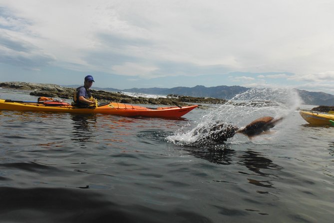 Wildlife Sea Kayaking Tour - Kaikoura - The guides make the difference