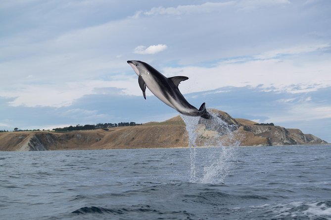 Wildlife Sea Kayaking Tour - Kaikoura - What to wear and bring