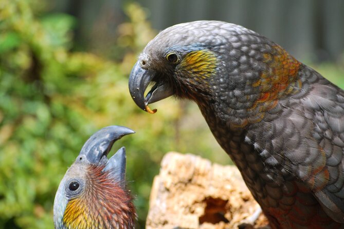 Willowbank Wildlife Reserve Day Entry - Feeding the animals, with a little caution