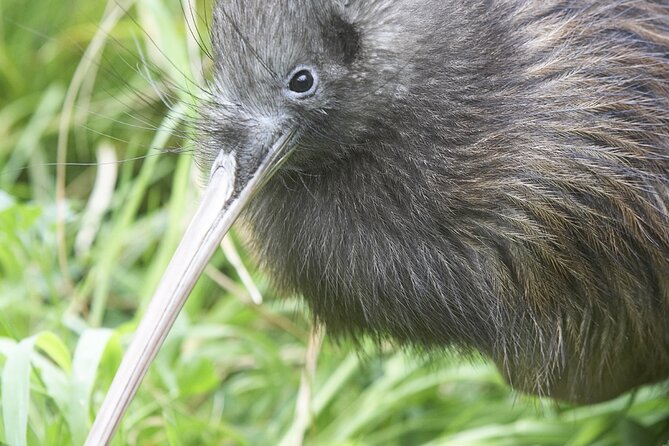 Willowbank Wildlife Reserve Day Entry - What the $22.65 admission buys you