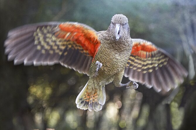 Willowbank Wildlife Reserve Day Entry - Native New Zealand species in one place