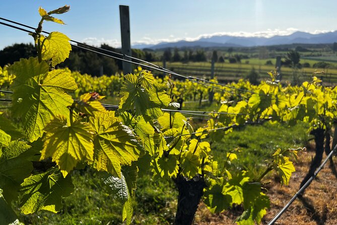 Wine Exposed Nelson Winery Tour - Upper Moutere and the four-hour rural stretch