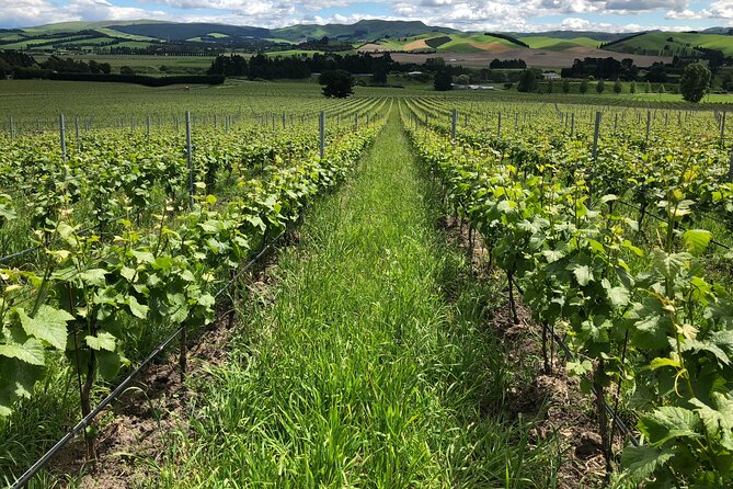 Wine trail and Christchurch City - Luxury, Small Group Tour - Port Hills views over harbour and plains