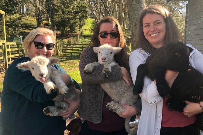 Wool Sheep Farm Experience with Handmade Wool Hat in New Zealand - A real farm welcome at 291 Parsons Road