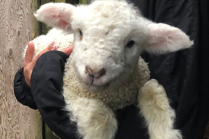 Wool Sheep Farm Experience with Handmade Wool Hat in New Zealand - Rain, timing, and the farm setting