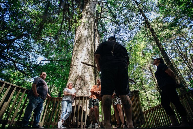 Your Kiwi Cultural Connection with Tu Tika Tours - Walking among kauri at AH Reed Kauri Park