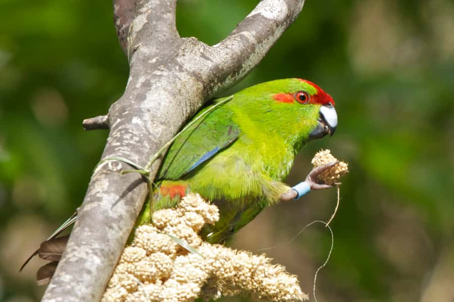 Zealandia by Day Tour - Key points to know before you book