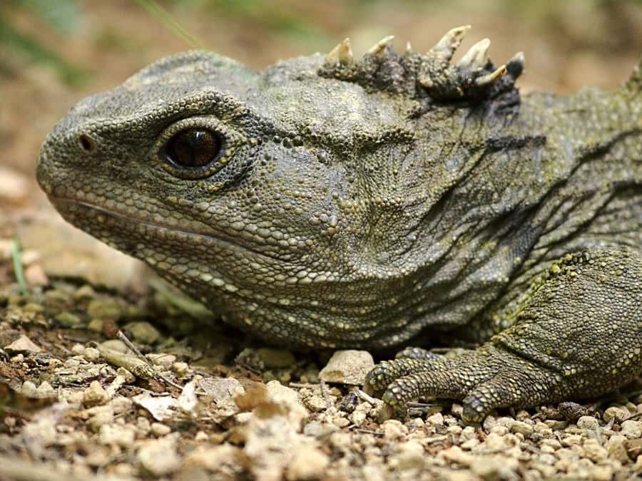 Zealandia by Day Tour - Planning your time at Zealandia