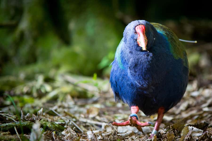 Zealandia by Day Tour - Finding kākā, tūī, and other native birds