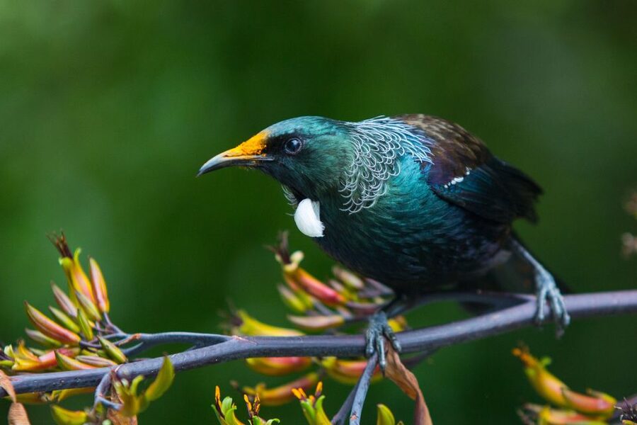 Zealandia by Day Tour - The tuatara moment