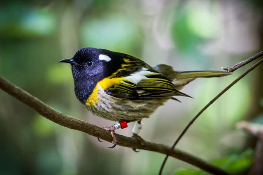 Zealandia by Day Tour - Small-group size and the viewing experience